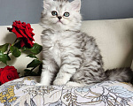 Кошки в Москве: Продажа породистых шотландских котят Девочка, 40 000 руб. - фото 7