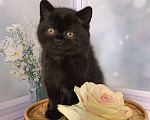 Кошки в Москве: Черный мишка Хьюго Мальчик, 40 000 руб. - фото 2