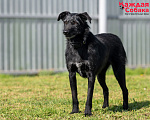 Собаки в других городах Московской области: 🖤 Джуля — чёрная красавица с сердцем, полным веры в людей 🖤 Девочка, Бесплатно - фото 6