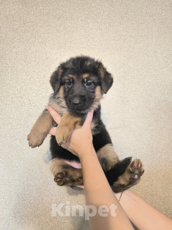 Собаки в Самаре: Щенки немецкой овчарки Девочка, 15 000 руб. - фото 4