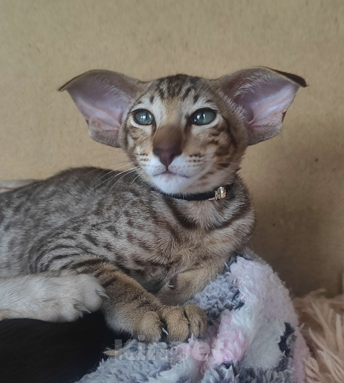 Кошки в Санкт-Петербурге: Ориентальная кошечка Девочка, Бесплатно - фото 6