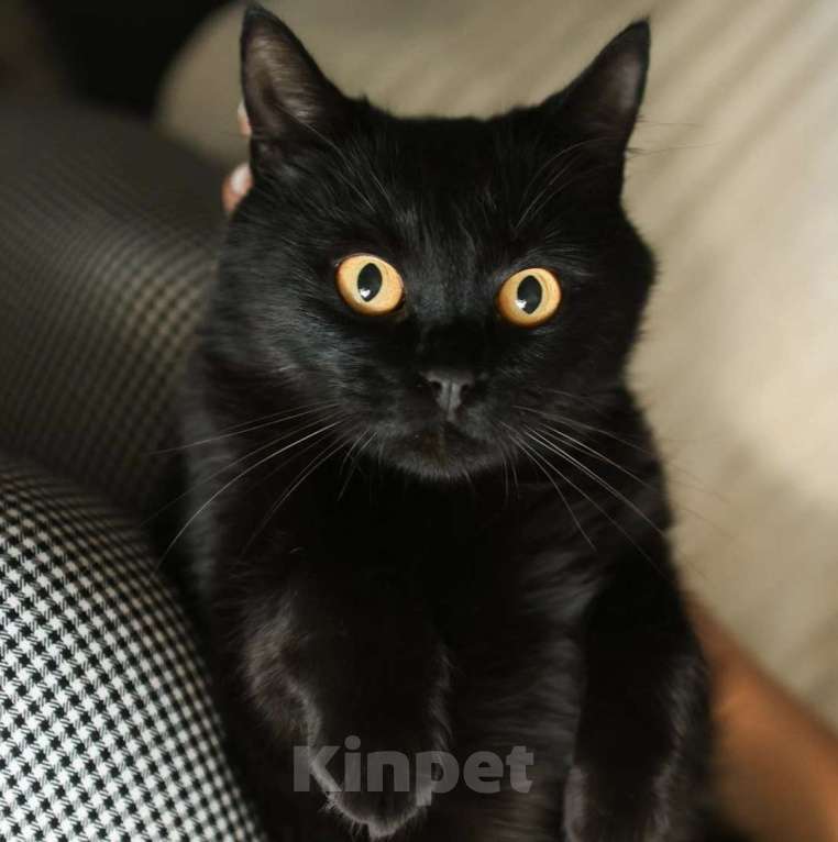 Кошки в Москве: Черный котик живет взаперти в комнате без окон Мальчик, Бесплатно - фото 4