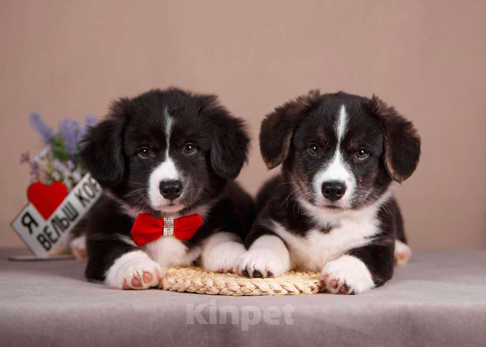 Собаки в других городах Ленинградской области: Замечательный кобель вельш корги кардиган ФЛАФФИ Мальчик, 50 000 руб. - фото 1