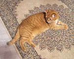 Кошки в Москве: Воспитанная интеллигентная рыжая кошечка Алиса ищет дом Девочка, 10 руб. - фото 3