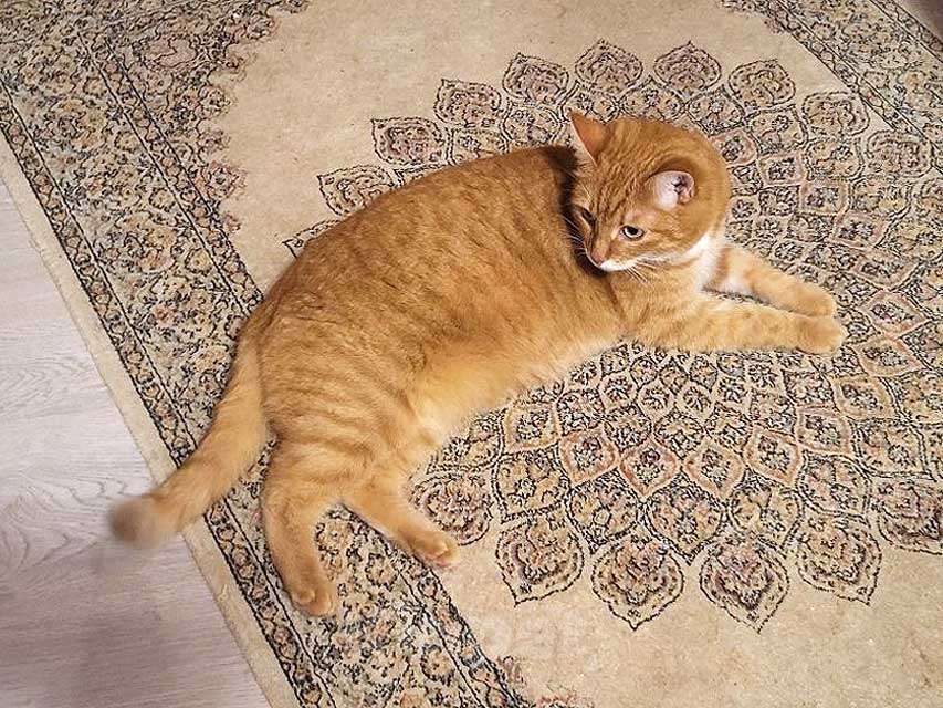 Кошки в Москве: Воспитанная интеллигентная рыжая кошечка Алиса ищет дом Девочка, 10 руб. - фото 3