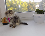 Кошки в Москве: Шотландский вислоухий короткошёрстный котёнок Девочка, 16 000 руб. - фото 10