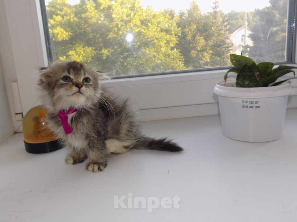 Кошки в Москве: Шотландский вислоухий короткошёрстный котёнок Девочка, 16 000 руб. - фото 10