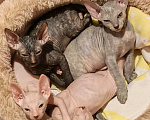 Кошки в Казани: Котята Донского Сфинкса Разнополые, 15 000 руб. - фото 2