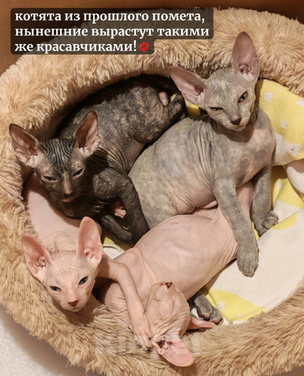 Кошки в Казани: Котята Донского Сфинкса Разнополые, 15 000 руб. - фото 2