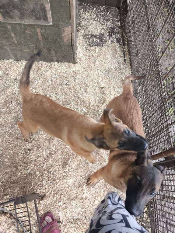 Собаки в Донецке: Продажа щенков Девочка, 30 000 руб. - фото 2