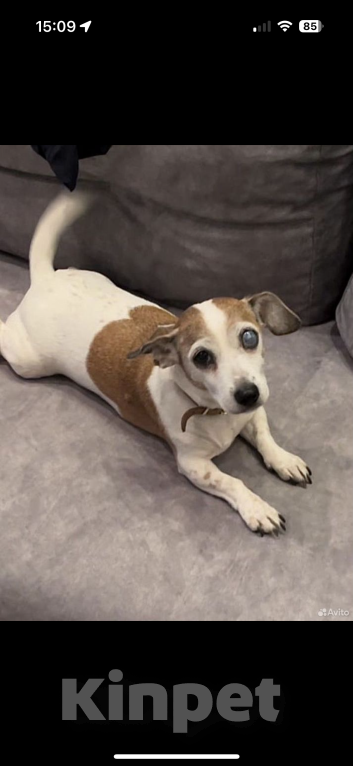 Собаки в Москве: Отдам в добрые руки джек-рассел-терьера, взрослая собака,девочка  Девочка, Бесплатно - фото 1