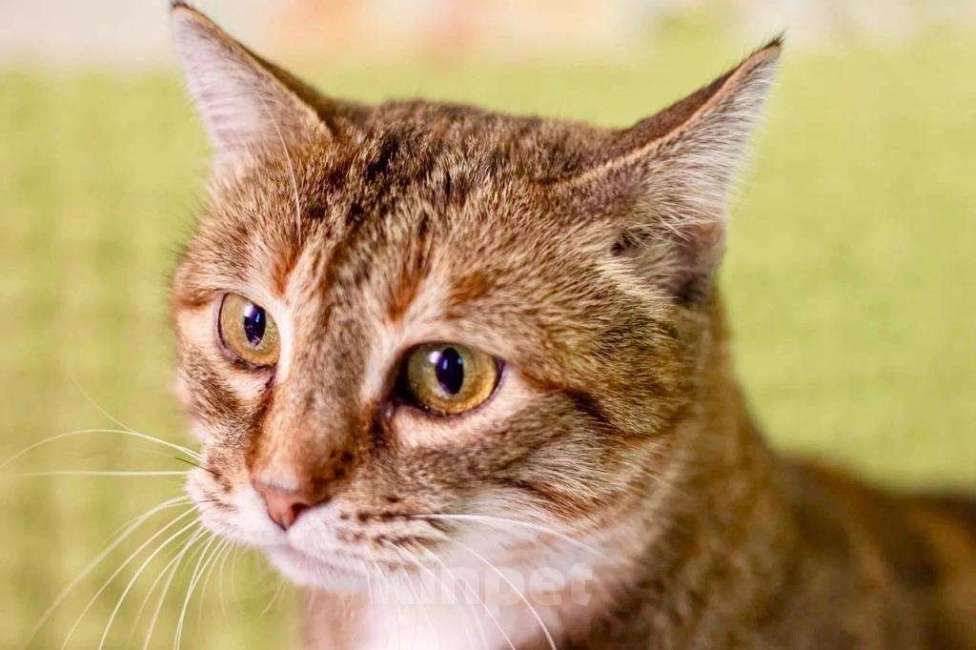 Кошки в Москве: Кругленькая очаровашка кошка Шерочка в дар Девочка, Бесплатно - фото 9