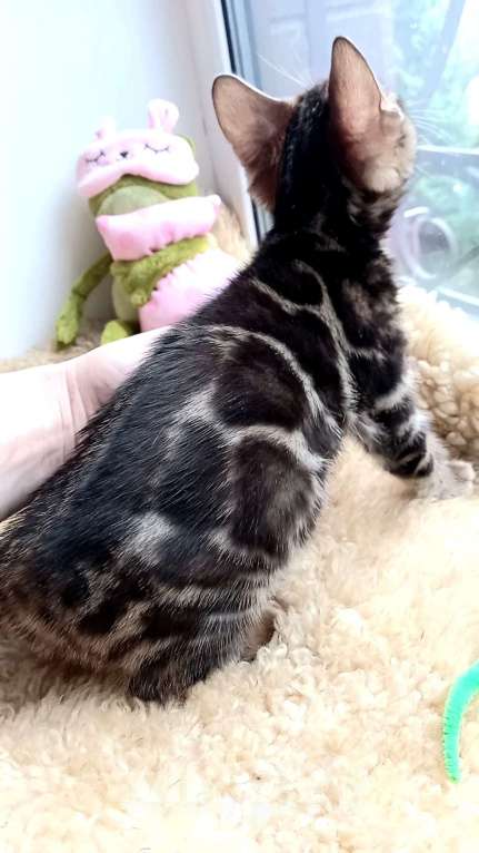 Кошки в Москве: Бенгальская девочка Девочка, 35 000 руб. - фото 5