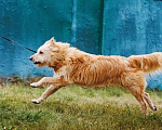 Собаки в Москве: Очень добрый и ласковый пес Дюк ищет дом Мальчик, 10 руб. - фото 4