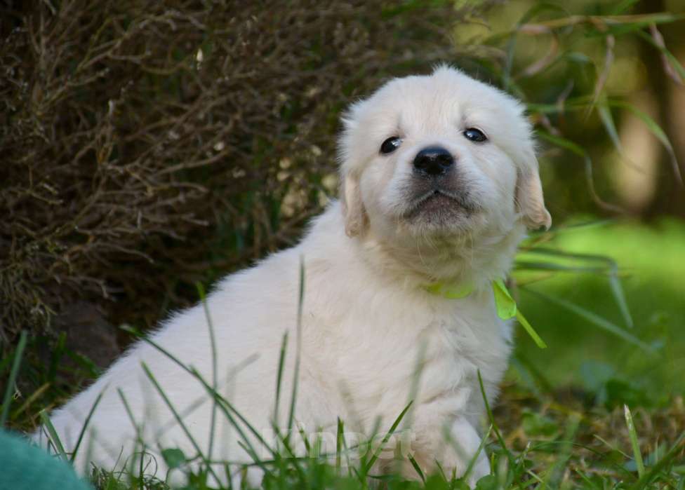 Собаки в Москве: Щенки золотистого ретривера. Мальчик, Бесплатно - фото 8