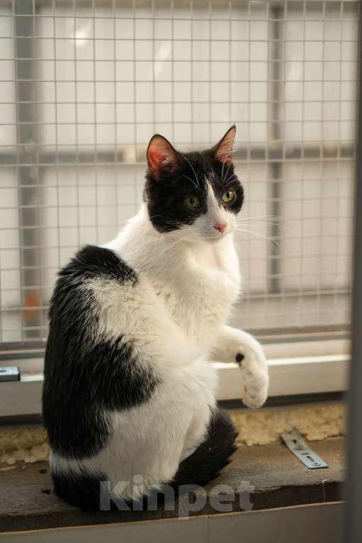 Кошки в Санкт-Петербурге: Бонифаций из приюта в добрые руки Мальчик, Бесплатно - фото 8