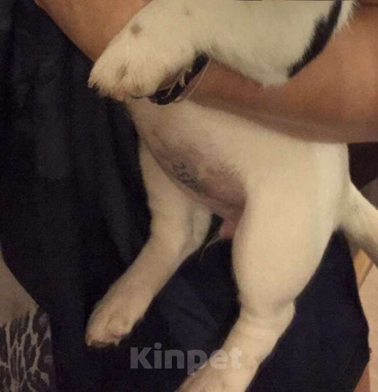 Собаки в Санкт-Петербурге: Потерялась собака  Девочка, Бесплатно - фото 4