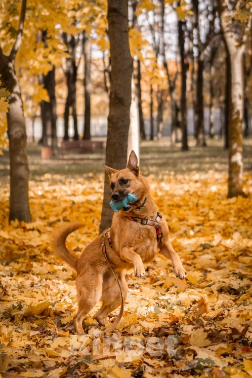 Собаки в Москве: Парень Арчи в добрые руки Мальчик, Бесплатно - фото 2