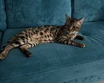 Кошки в Екатеринбурге: GRACE EKT"S  RICHARD - бенгальский кот в разведение! Мальчик, Бесплатно - фото 4