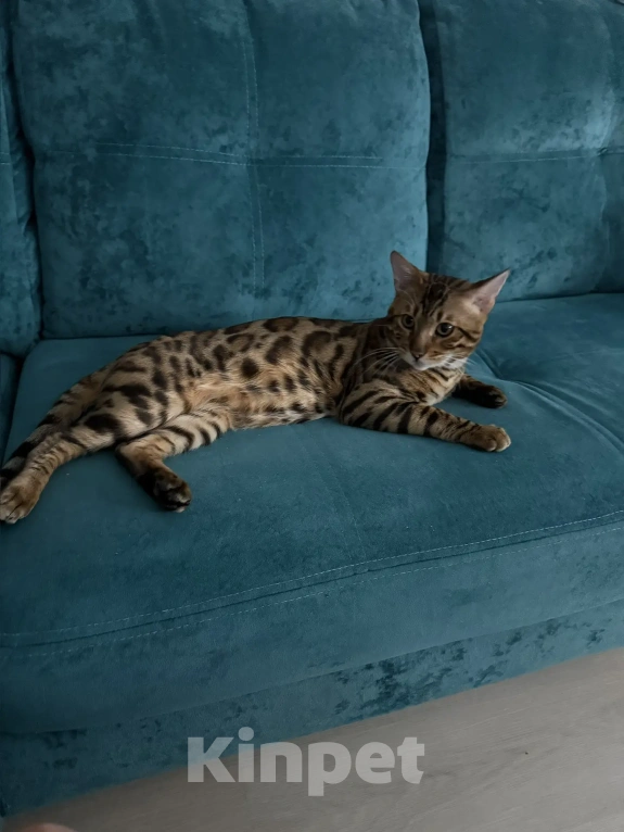 Кошки в Екатеринбурге: GRACE EKT"S  RICHARD - бенгальский кот в разведение! Мальчик, Бесплатно - фото 4