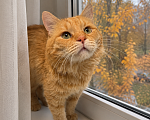Кошки в Москве: Нежный котик Кузя в добрые руки Мальчик, Бесплатно - фото 2