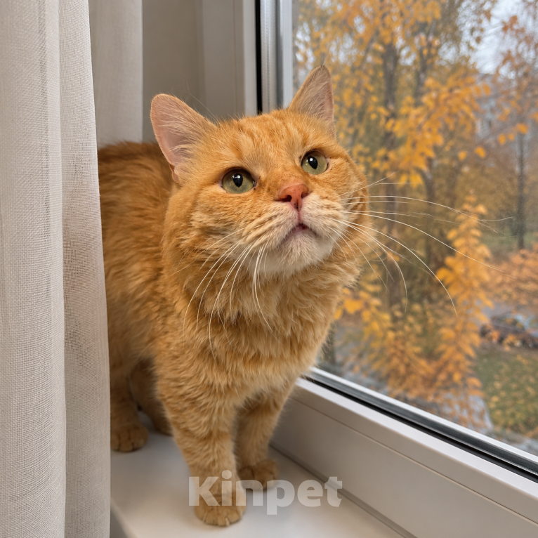 Кошки в Москве: Нежный котик Кузя в добрые руки Мальчик, Бесплатно - фото 2