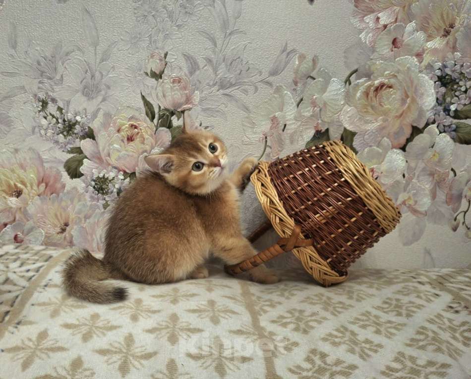 Кошки в Москве: Шотландский котик золотой тикированный  Мальчик, 28 000 руб. - фото 4