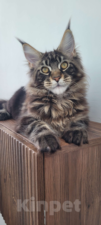 Кошки в Москве: Котенок мейн-кун чёрный мрамор Мальчик, 65 000 руб. - фото 9