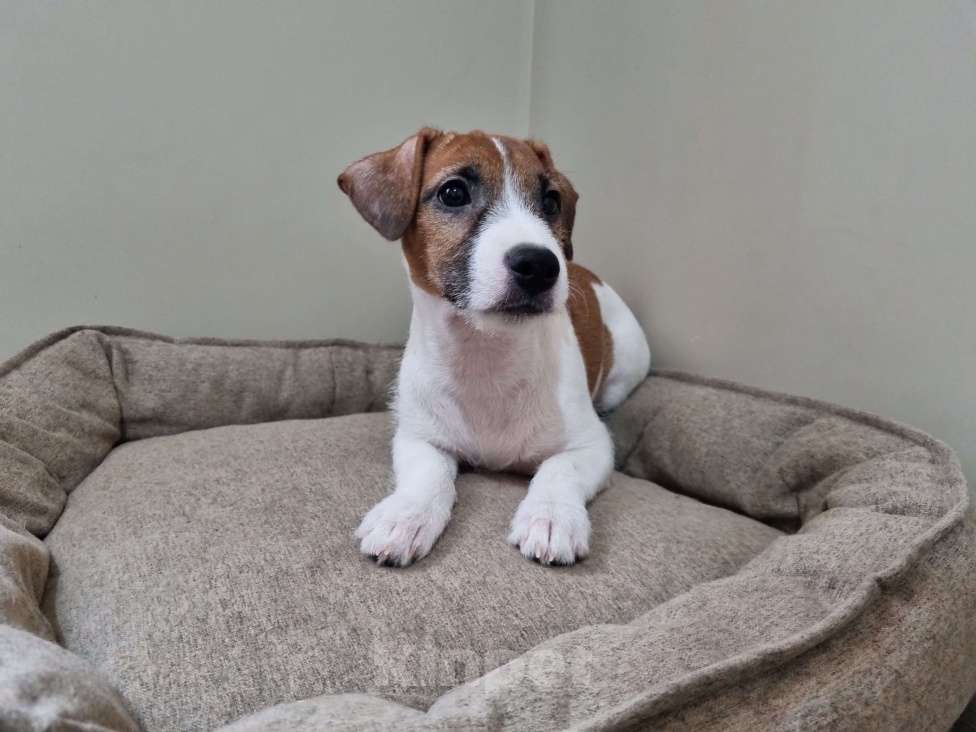 Собаки в Высоковске: Щенок Джек-рассел-терьер Девочка, 40 000 руб. - фото 1