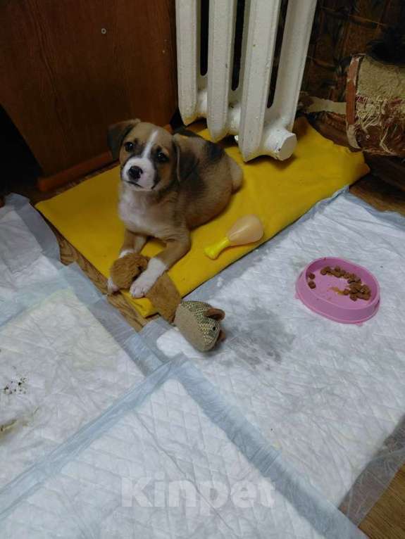 Собаки в Санкт-Петербурге: Маленький красавчик ищет дом Мальчик, Бесплатно - фото 2