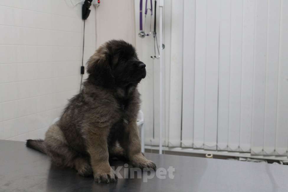 Собаки в Москве: щенок леонбергера-девочка Девочка, 150 000 руб. - фото 2