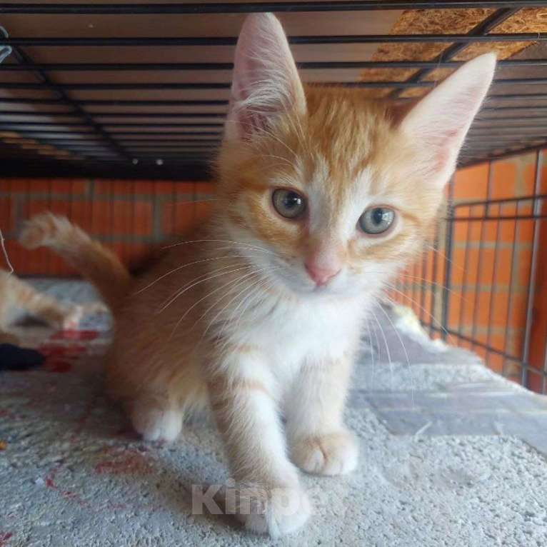 Кошки в Москве: Маленький Персик ищет маму Мальчик, Бесплатно - фото 4