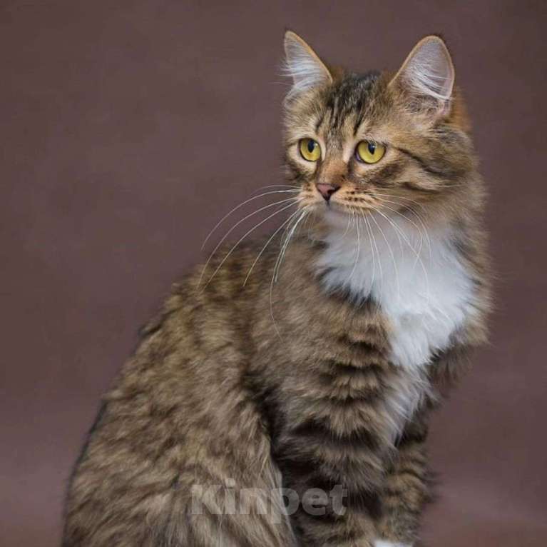 Кошки в Москве: Пушистая Шарли с грустными глазками Девочка, Бесплатно - фото 4