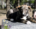 Собаки в Москве: Милый щенок Арчи в добрые руки Мальчик, Бесплатно - фото 2