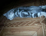 Кошки в Кулебаках: Очаровательные котятки, 6 000 руб. - фото 1