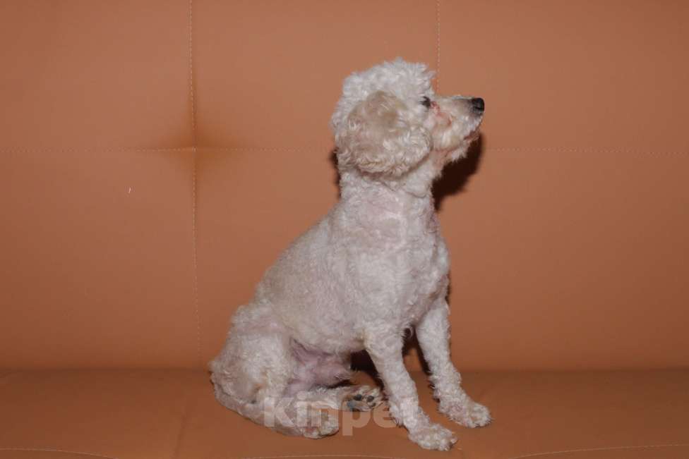 Собаки в других городах Московской области: карликовый пудель Мальчик, 18 000 руб. - фото 2