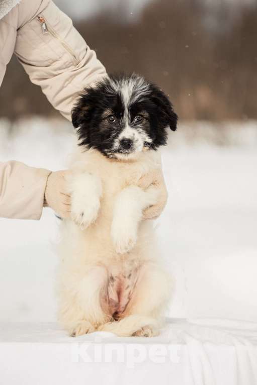 Собаки в других городах Московской области: Щенок в добрые руки Девочка, Бесплатно - фото 6
