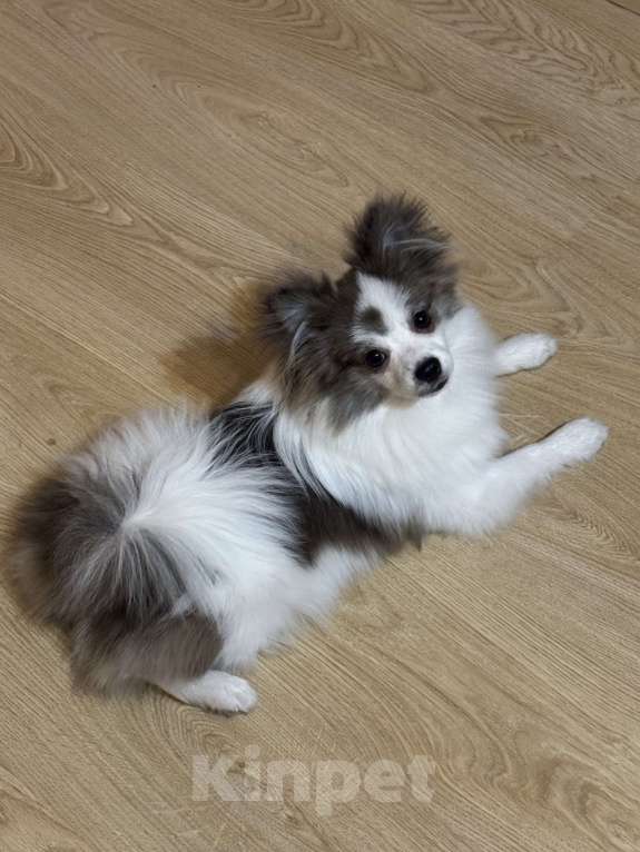 Собаки в Краснодаре: Срочная продажа Мальчик, 13 000 руб. - фото 3