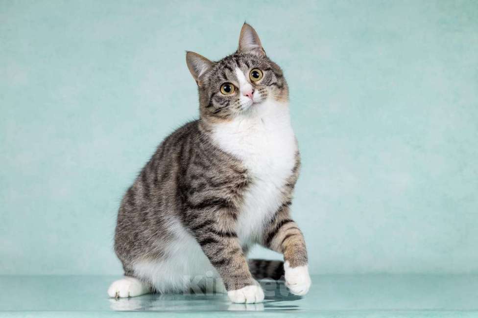 Кошки в Москве: Котики Тоша и Таша в добрые руки Мальчик, Бесплатно - фото 9