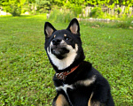 Собаки в Самаре: Щенок Сиба Самара Девочка, 30 000 руб. - фото 6
