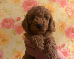 Собаки в Балашихе: Малый пудель,мальчики Мальчик, 40 000 руб. - фото 1