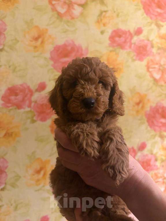 Собаки в Балашихе: Малый пудель,мальчики Мальчик, 40 000 руб. - фото 1