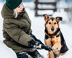 Собаки в Москве: Шабака ищет дом Мальчик, Бесплатно - фото 4