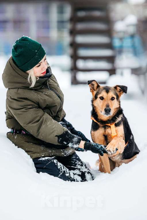 Собаки в Москве: Шабака ищет дом Мальчик, Бесплатно - фото 4
