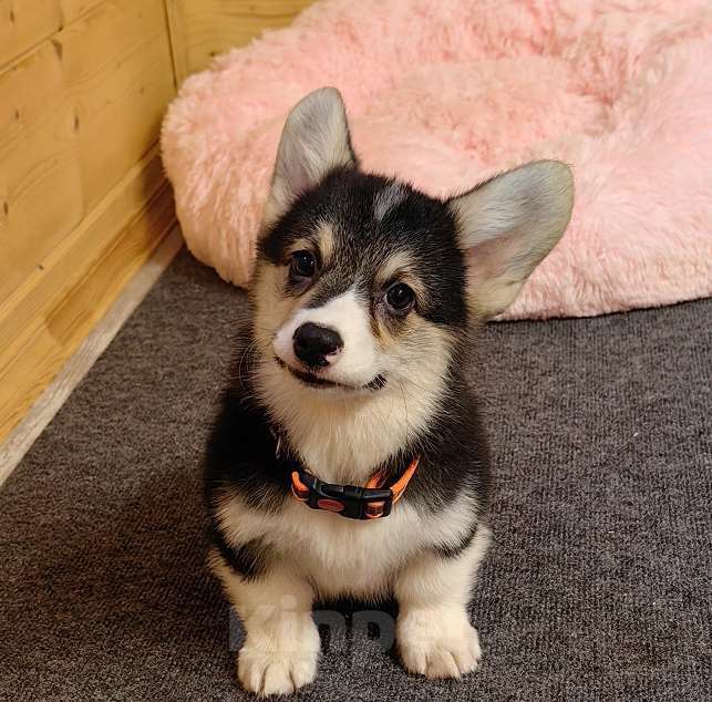 Собаки в Москве: Мальчик 3 мес. Вельш Корги Пемброк Мальчик, 40 000 руб. - фото 3