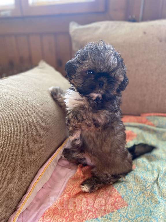 Собаки в Санкт-Петербурге: Великолепный золотой мальчик ши тцу Мальчик, 35 000 руб. - фото 8