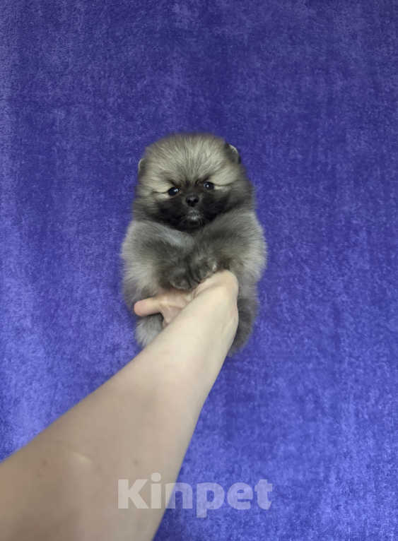 Собаки в Москве: Мальчик крем-соболь Мальчик, 25 000 руб. - фото 1