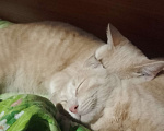 Кошки в Омске: Котенок Мальчик, 1 руб. - фото 3
