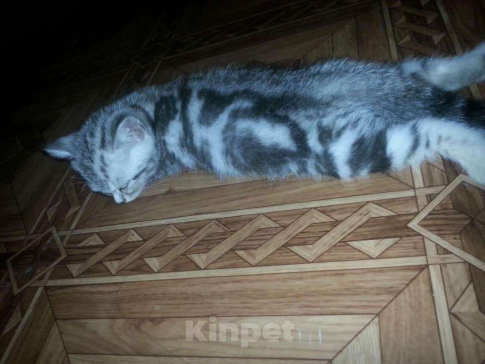 Кошки в Кулебаках: Очаровательные котятки, 6 000 руб. - фото 1