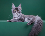 Кошки в Красногорске: Котенок девочка Девочка, Бесплатно - фото 5